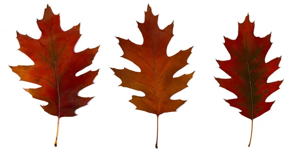 Drie Bruine Rode Herfst Eiken Bladeren Close Geïsoleerd Witte Achtergrond — Stockfoto