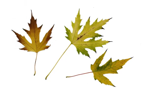 Multi Gekleurde Herfst Esdoorn Bladeren Close Geïsoleerd Witte Achtergrond Model — Stockfoto
