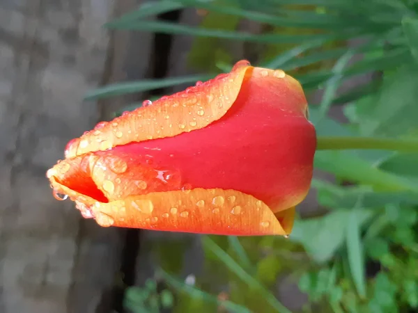 Rot Gelbe Tulpe Nach Frühlingsregen Mit Tautropfen — Stockfoto