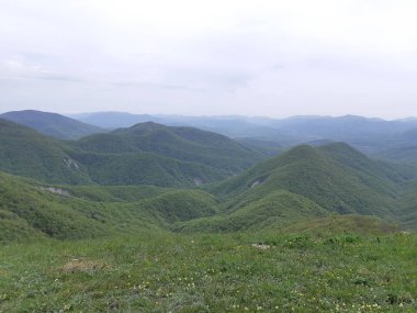 Kıyıya yakın dağ tepeleri ve ormanın çalılıkları