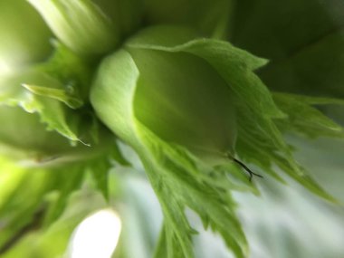 Somun ormandaki makro 