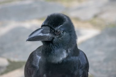 Karga, Corvus cinsinin bir kuşu, ya da daha geniş anlamda eş anlamlı 