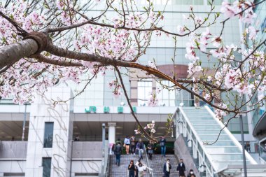 Tokyo, Japonya - 22 Mart 2019: Pembe kiraz çiçeği veya Sa görünümü