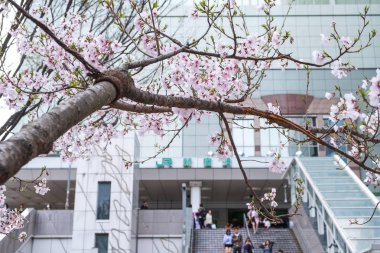 Tokyo, Japonya - 22 Mart 2019: Shinjuku Jr istasyonunun sokağında bahar sezonunda pembe kiraz çiçeği veya Sakura şubesinin görünümü, Tokyo, Japonya.