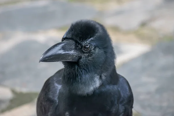 Crow, pták rodu Corvus, nebo obecněji synonymum pro — Stock fotografie