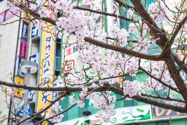 Токио, Япония - 22 марта 2019 г.: Вид на розовый цветок вишни или Сб — стоковое фото