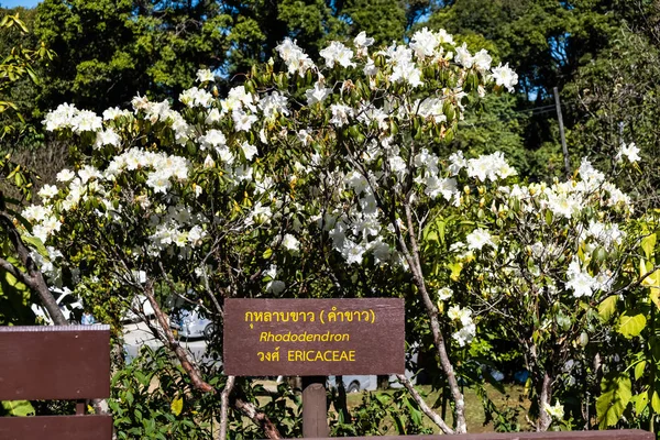Chiang Mai, Tayland - 22 Şubat 2019: Chiang Mai'deki Doi Inthanon milli parkında ericacae ailesi olan beyaz Rhododendron çiçeğinin görünümü. — Stok fotoğraf