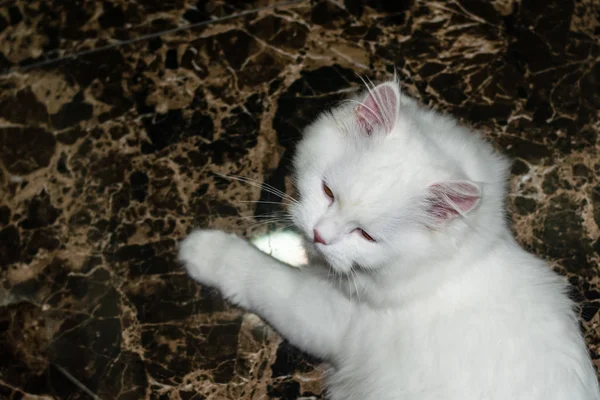 地板上的白色波斯猫是如此切割，猫情人的背景 — 图库照片