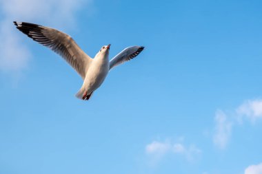 Soyut arka plan için mavi gökyüzü üzerinde uçan martı görünümü bir