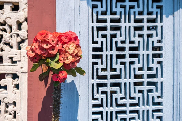 Red Poi Sian flores ou Euforbia Milii Desmoul com a wa azul — Fotografia de Stock