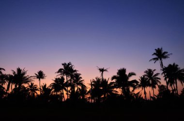 Alacakaranlık arka planlı hindistan cevizi ağaçları.