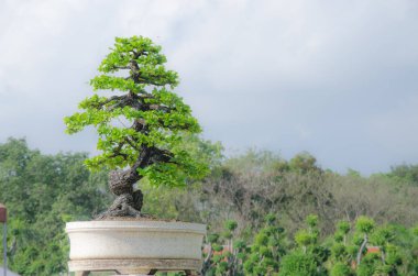 Bangkok, Tayland bahçesindeki bosai ağacı