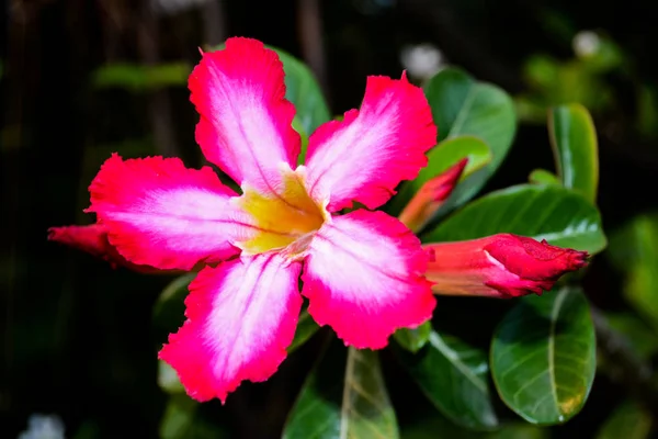 Krásné Pouštní Růže Květiny — Stock fotografie