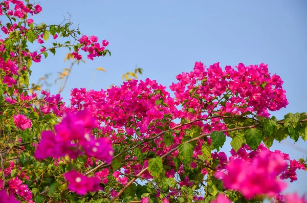 Όμορφο Ροζ Λουλούδι Εξωτερική — Φωτογραφία Αρχείου