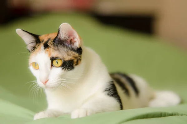 Renkli Kedi Yeşil Kumaşın Üzerinde Yatıyor — Stok fotoğraf