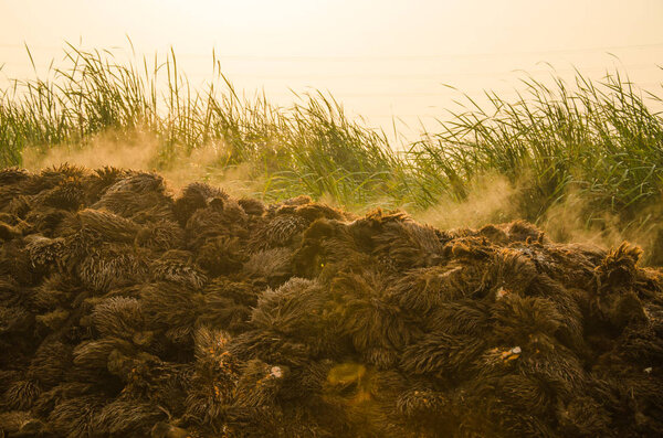 empty bunches of the oil palm fruit which be used for composting or as a source for biomass energy.