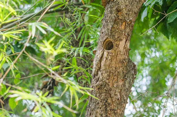 木の上の穴は街から遠く離れた森の鳥の生息地です — ストック写真