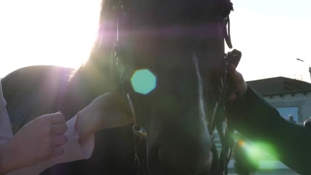 Пара рук ручной коричневый конь освещается заходом солнца крупным планом — стоковое видео