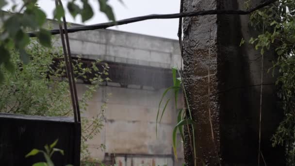 Forti gocce di pioggia cadono sul cemento bagnato e gambo erba verde — Video Stock
