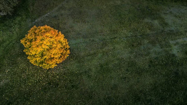 Strom mezi pole podzim — Stock fotografie