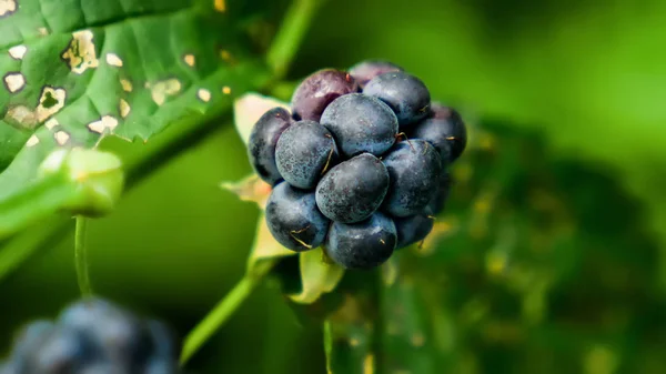 Berry BlackBerry on the background of a green Bush — Stock Photo, Image