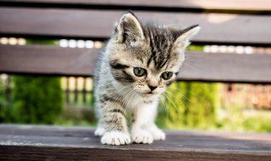 Bench çok sevimli kedi yavrusu