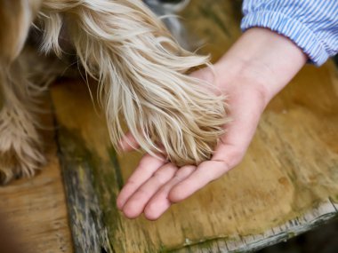 köpek pençe insan elinde