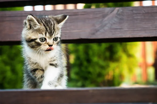 ベンチで非常にかわいい子猫 — ストック写真