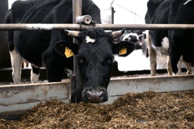 tükenmez kalemle bir süt çiftlikte inek baş yakın çekim