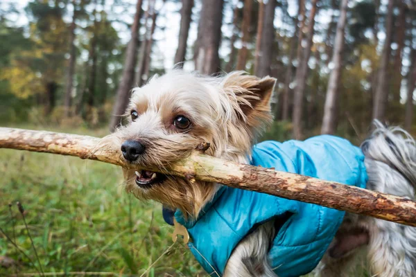 Perro lleva un palo — Foto de Stock