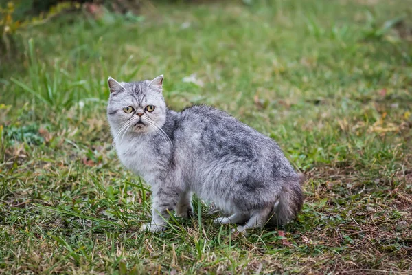 ウォーキングのエキゾチックな猫 — ストック写真