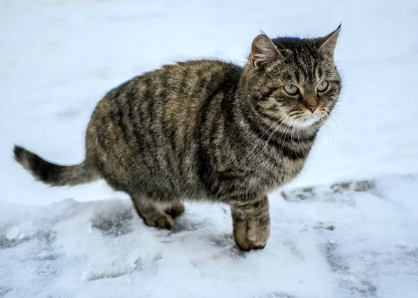 Funny kočka venku na zimní den — Stock fotografie