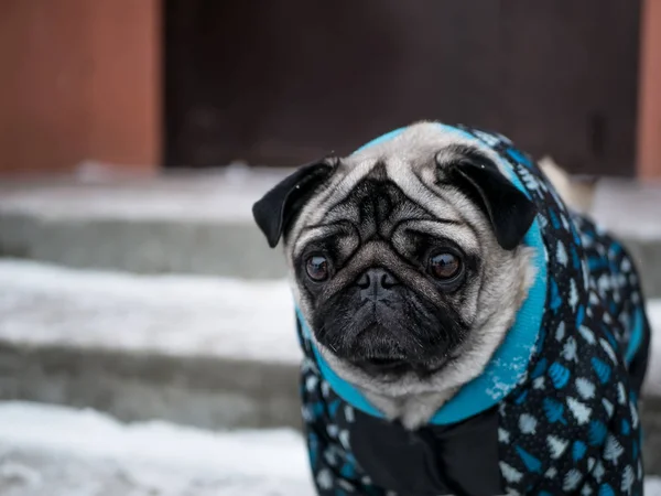 Pequeño perro pug en chaqueta — Foto de Stock