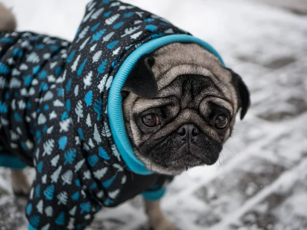 Perro crianza pug en chaqueta — Foto de Stock