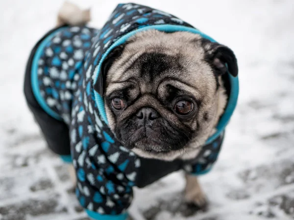 Perro crianza pug en chaqueta — Foto de Stock