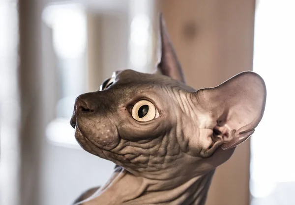 Nahaufnahme lustige Ingwer Sphynx Katze neugierig in die Kamera auf blauem Hintergrund — Stockfoto
