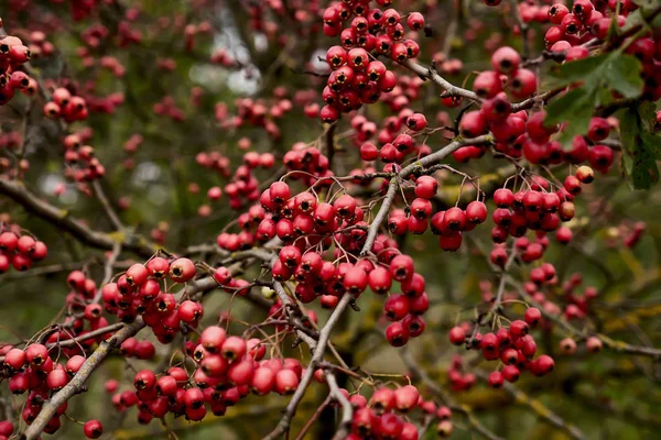 Red Hawthorn Berries Branches — Stock Photo, Image