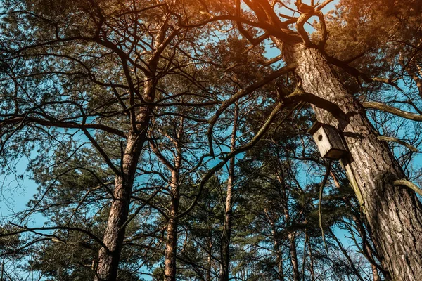 Ormanda bir ağaç üzerinde asılı kuş yuvası — Stok fotoğraf