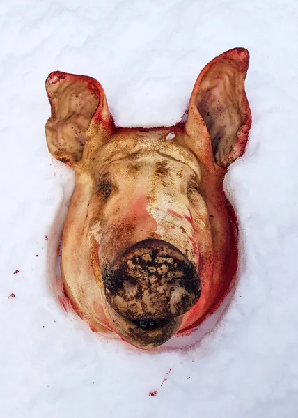 cut off pig's head in the snow