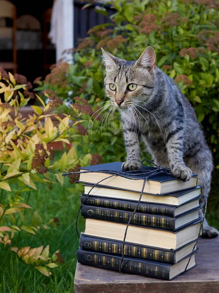 Gato Sentado Uma Pilha Livros — Fotografia de Stock
