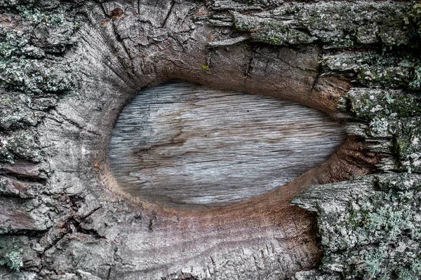 Image Des Yeux Dans Arbre — Photo