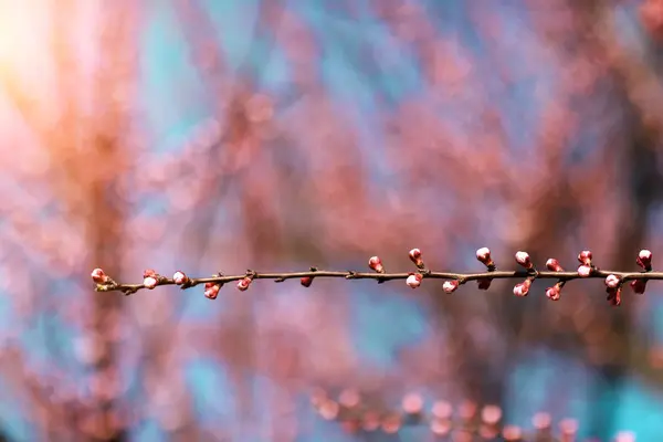Навесні цвіте вишня. Гілка з квітами — стокове фото