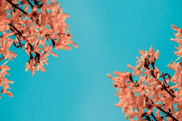 turquoise background with pink flowers. Flowers on sky background