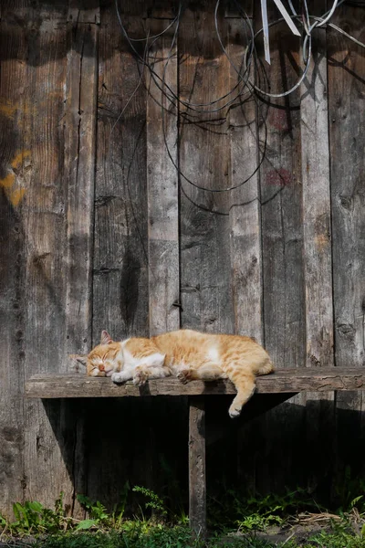 Gato marrom dormindo em um banco copyspace — Fotografia de Stock