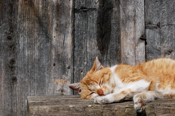 茶色の猫クローズアップは、太陽の下でリラックス — ストック写真