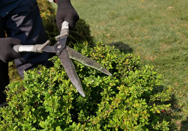 Pruning plants with a pruning shears. Care of plants in the garden.
