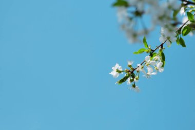 Mavi gökyüzü backgroun üzerinde baharda Elma ağacının Çiçeklenme dalı