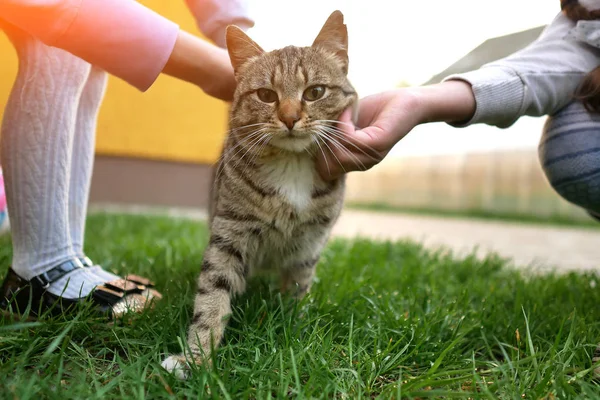 猫をなでる子供の手クローズアップ — ストック写真