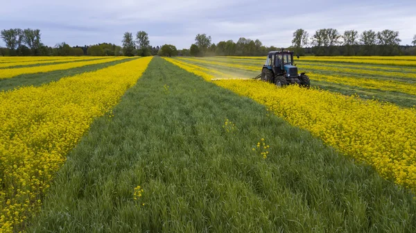 Maaien van koolzaad tractor luchtfotografie met een drone — Stockfoto