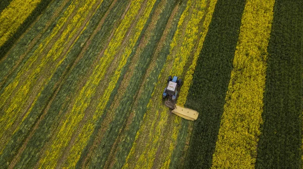Traktor mäht gelbes Rapsfeld von Drohne aus — Stockfoto